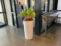 Planten met pot (4x) - afbeelding 4 van  4