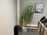 Planten met pot (4x) - afbeelding 2 van  4