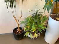 Planten met pot (4x) - afbeelding 2 van  3