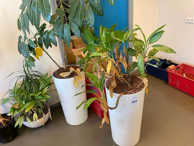 Planten met pot (4x) - afbeelding 3 van  3