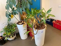 Planten met pot (4x) - afbeelding 3 van  3