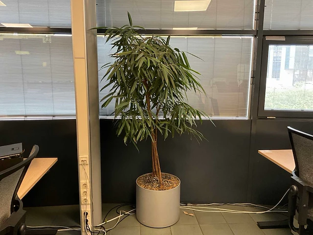 Planten met pot (4x) - afbeelding 1 van  4