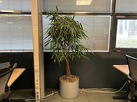 Planten met pot (4x)
