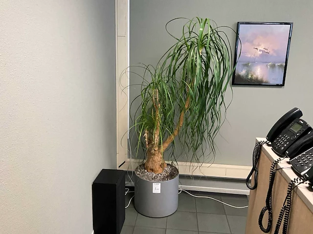 Planten met pot (4x) - afbeelding 2 van  4