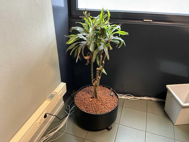 Planten met pot (4x) - afbeelding 3 van  4