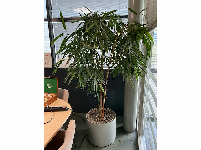 Planten met pot (4x) - afbeelding 4 van  4