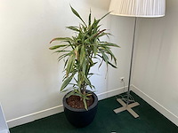 Planten met pot (5x) - afbeelding 1 van  7