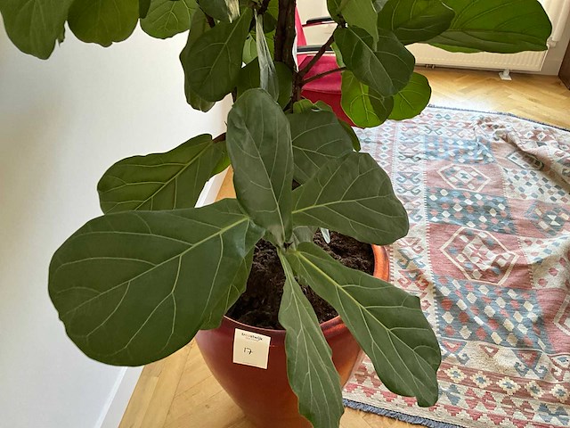 Planten met pot (5x) - afbeelding 3 van  7