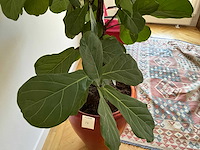 Planten met pot (5x) - afbeelding 3 van  7