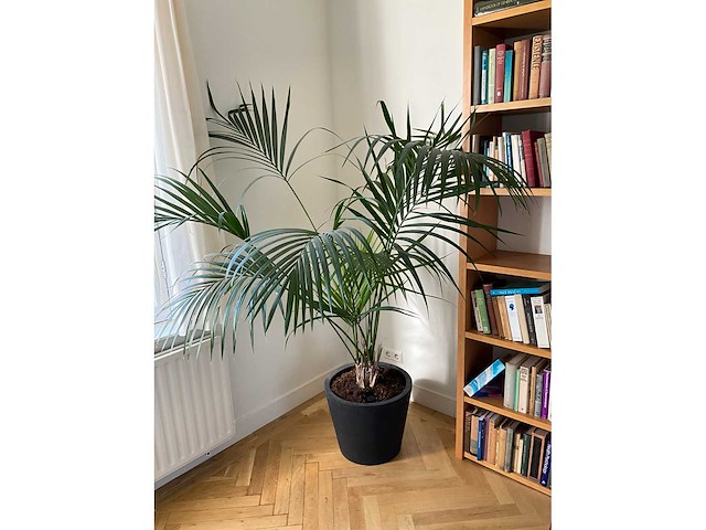 Planten met pot (5x) - afbeelding 6 van  7