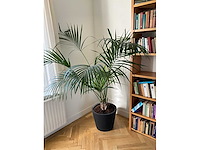 Planten met pot (5x) - afbeelding 6 van  7