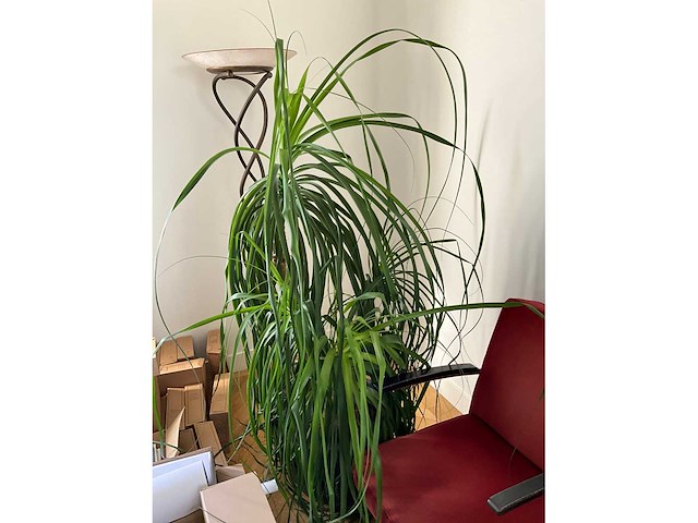 Planten met pot (5x) - afbeelding 7 van  7