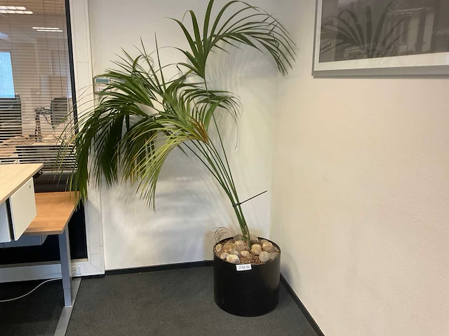 Planten met pot (5x) - afbeelding 2 van  4