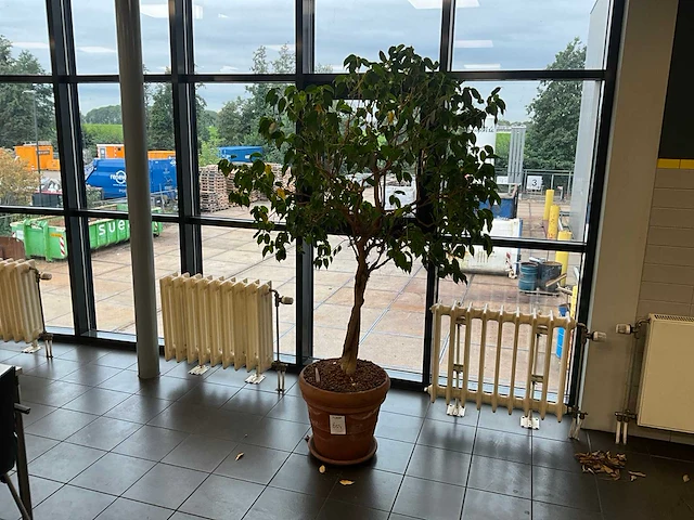 Planten met pot (5x) - afbeelding 1 van  5
