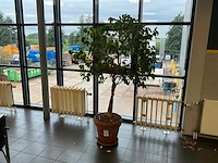 Planten met pot (5x) - afbeelding 1 van  5