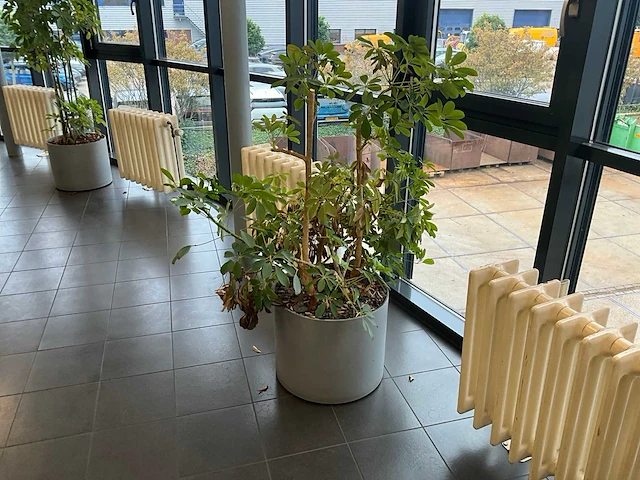 Planten met pot (5x) - afbeelding 3 van  5