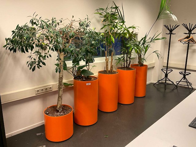 Planten met pot (5x) - afbeelding 1 van  5