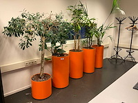 Planten met pot (5x) - afbeelding 1 van  5
