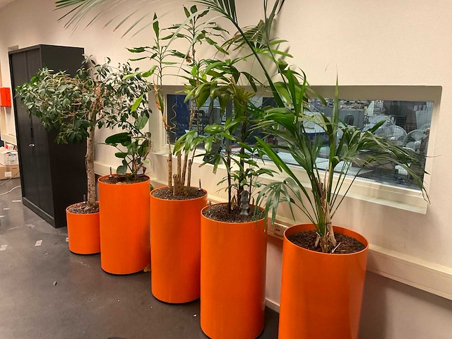 Planten met pot (5x) - afbeelding 2 van  5