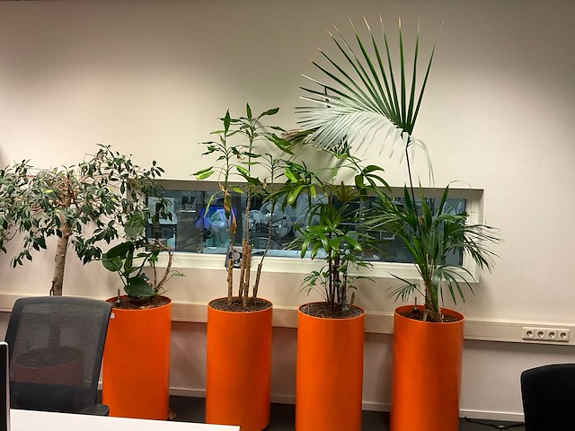 Planten met pot (5x) - afbeelding 5 van  5