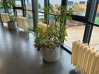 Planten met pot (5x) - afbeelding 2 van  5