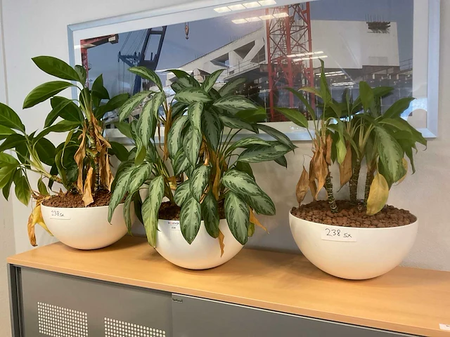 Planten met pot (5x) - afbeelding 1 van  4