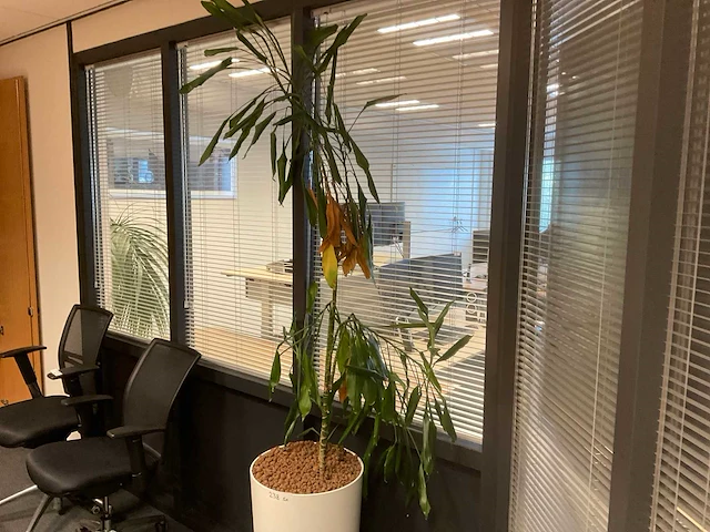 Planten met pot (5x) - afbeelding 4 van  4