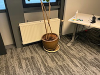 Planten met pot (6x) - afbeelding 2 van  7