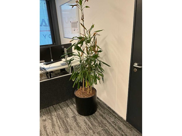 Planten met pot (6x) - afbeelding 4 van  7