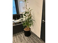 Planten met pot (6x) - afbeelding 4 van  7