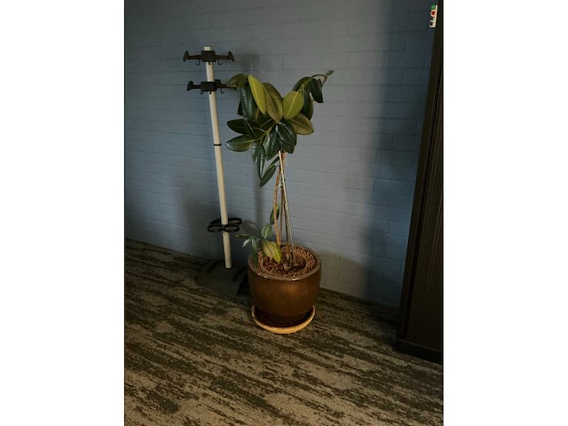 Planten met pot (6x) - afbeelding 5 van  7