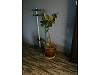 Planten met pot (6x) - afbeelding 5 van  7