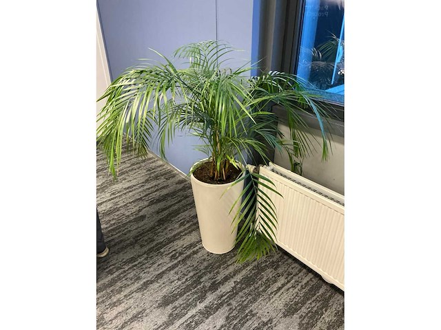 Planten met pot (6x) - afbeelding 7 van  7