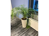 Planten met pot (6x) - afbeelding 7 van  7