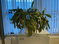 Planten met pot (7x) - afbeelding 2 van  5