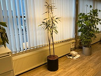 Planten met pot (7x) - afbeelding 3 van  5