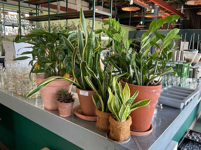 Planten met pot (7x) - afbeelding 1 van  3