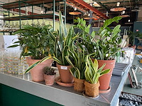 Planten met pot (7x) - afbeelding 2 van  3