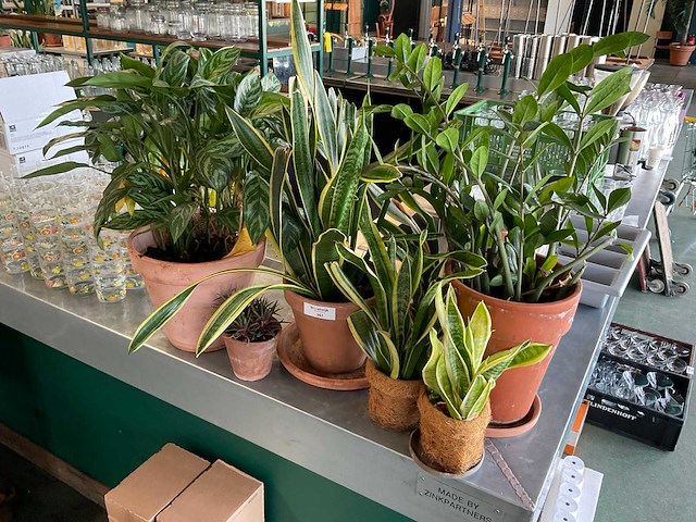 Planten met pot (7x) - afbeelding 3 van  3