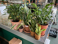 Planten met pot (7x) - afbeelding 3 van  3