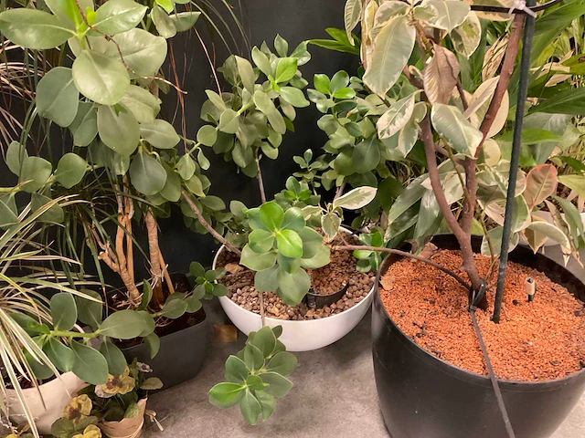 Planten met pot (7x) - afbeelding 2 van  12