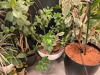 Planten met pot (7x) - afbeelding 2 van  12