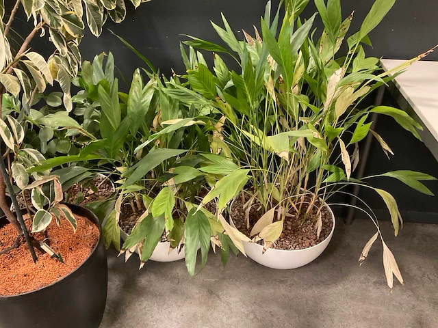 Planten met pot (7x) - afbeelding 3 van  12