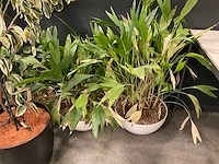 Planten met pot (7x) - afbeelding 3 van  12