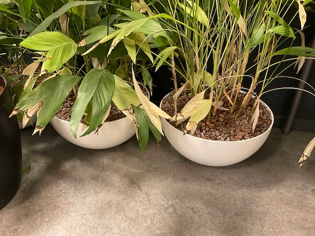 Planten met pot (7x) - afbeelding 4 van  12