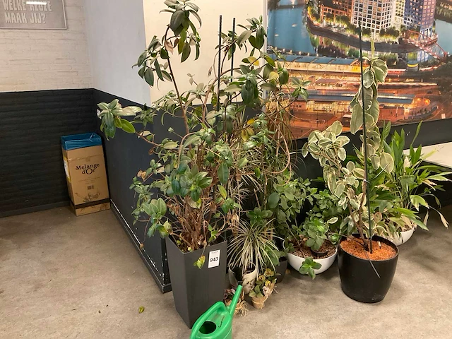 Planten met pot (7x) - afbeelding 6 van  12