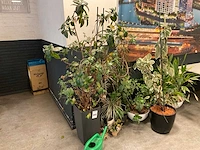 Planten met pot (7x) - afbeelding 6 van  12