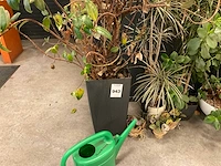 Planten met pot (7x) - afbeelding 7 van  12