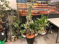 Planten met pot (7x) - afbeelding 11 van  12