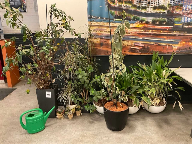 Planten met pot (7x) - afbeelding 5 van  12